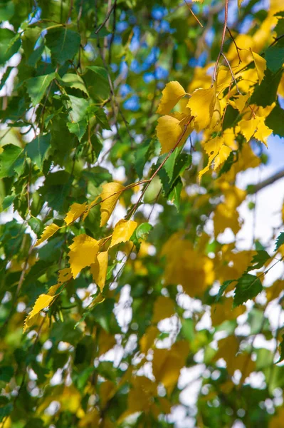 Coloridas Hojas Otoñales Abedul Árbol Caducifolio Con Corteza Blanca Con —  Fotos de Stock