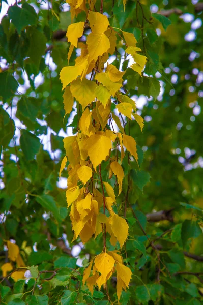 Barevné Podzimní Listy Břízy Listnatý Strom Bílou Kůrou Listy Tvaru — Stock fotografie