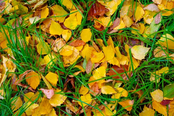 Colorful Autumn Leaves Birch Deciduous Tree White Bark Heart Shaped — Stock Photo, Image