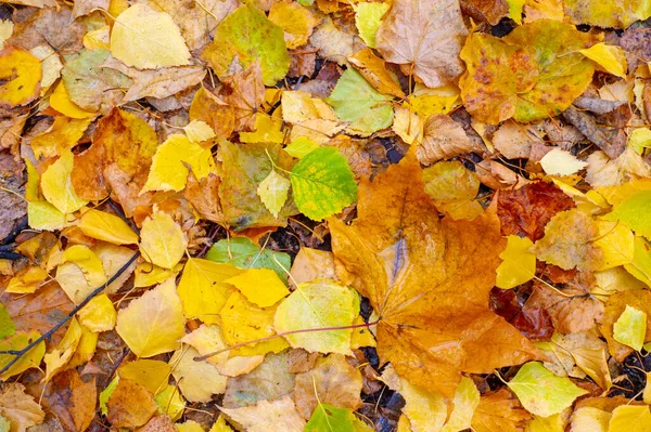 Folhas Outono Coloridas Bétula Árvore Caduca Com Casca Branca Com — Fotografia de Stock