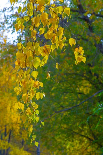 Huş Ağacının Renkli Sonbahar Yaprakları Yaprak Döken Beyaz Kabuklu Kalp — Stok fotoğraf