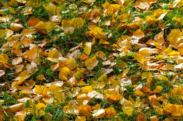 秋天多彩的桦树叶 落叶树 树皮白色 叶心形 — 图库照片