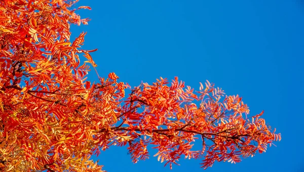 Фото Осеннего Пейзажа Пучки Красного Горного Пепла Фоне Ярких Красивых — стоковое фото