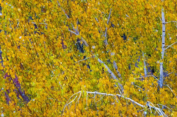 Bunte Herbstblätter Von Birke Laubbaum Mit Weißer Rinde Und Herzförmigen — Stockfoto