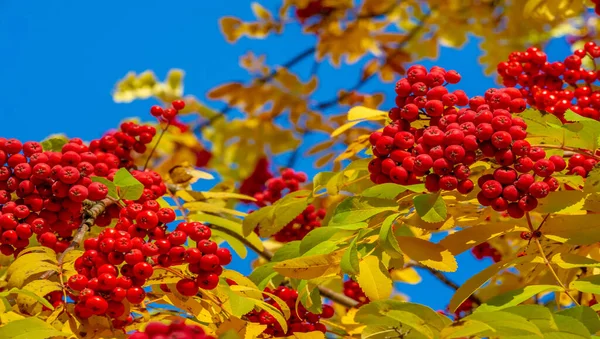 Foto Der Herbstlandschaft Bündel Roter Eberesche Auf Dem Hintergrund Strahlend — Stockfoto