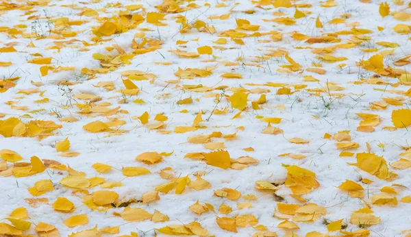 Tenemos Nuestra Primera Nieve Temporada Durante Noche Desempolvando Otoño Con —  Fotos de Stock