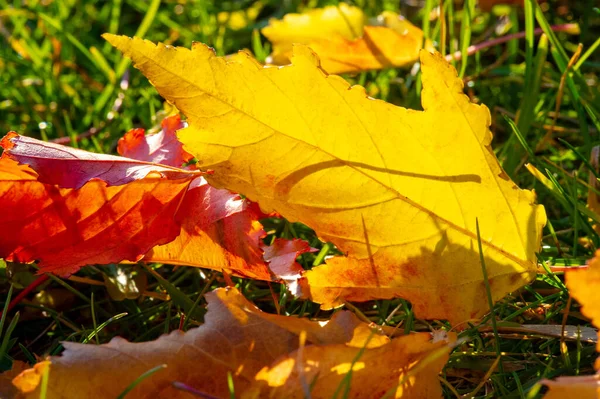 Foglia Acero Autunnale Struttura Appiattita Una Pianta Superiore Simile Una — Foto Stock