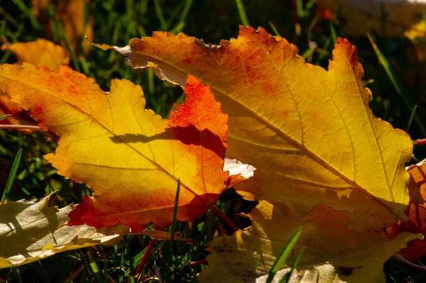 Hoja Arce Otoño Una Estructura Aplanada Una Planta Superior Similar — Foto de Stock