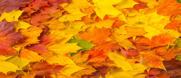 Peinture Automne Feuilles Érable Automne Différentes Couleurs Jaune Rouge Bordeaux — Photo