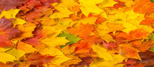Autumn painting, Autumn maple leaves, different colors. Yellow, red, burgundy, green, orange,