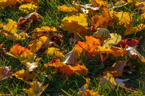 Autumn Maple Leaf Flattened Structure Higher Plant Similar Blade Attaches — Stock Photo, Image