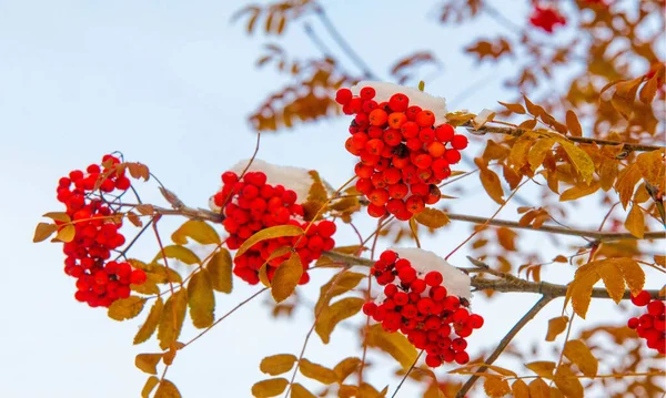 Autumn Landscape Photography Mountain Ash Full Beauty Illuminated Colors Autumn — Stock Photo, Image