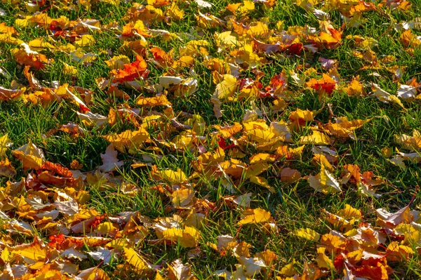 Sonbahar Akçaağaç Yaprağı Daha Yüksek Bir Bitkinin Düz Bir Yapısıdır — Stok fotoğraf