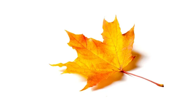 纹理背景 秋天五彩缤纷的枫叶 枫树是力量和耐力的共同象征 被选为加拿大的国树 — 图库照片