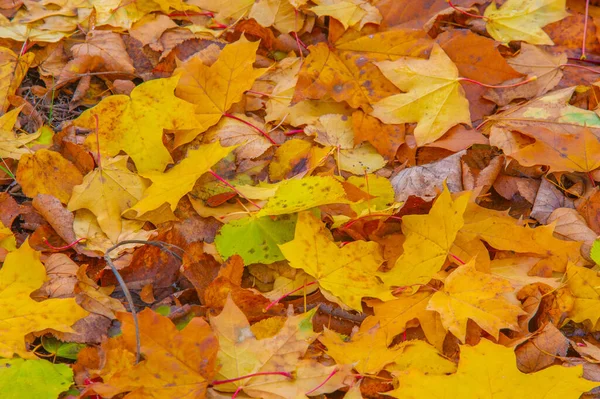 Foglia Acero Autunnale Struttura Appiattita Una Pianta Superiore Simile Una — Foto Stock