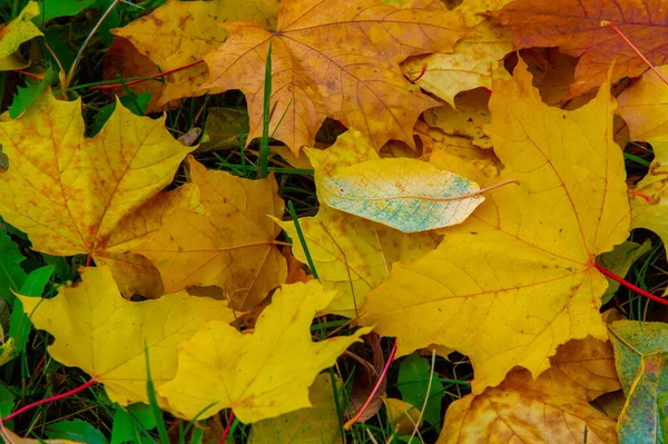 Höstlönnlöv Tillplattad Struktur Högre Planta Liknande Ett Blad Som Fäster — Stockfoto