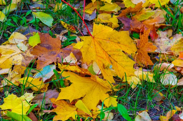 Feuille Érable Automne Structure Aplatie Une Plante Supérieure Semblable Une — Photo