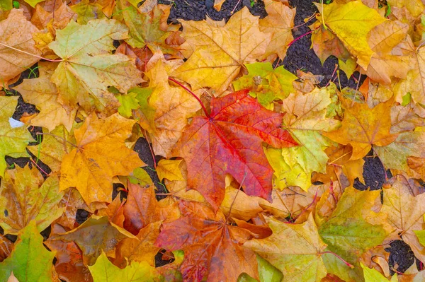 Feuille Érable Automne Structure Aplatie Une Plante Supérieure Semblable Une — Photo