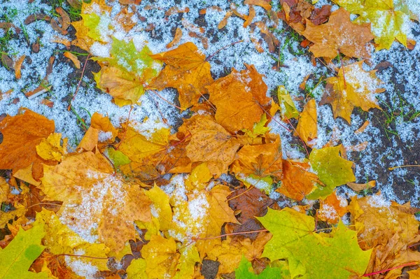 Hoja Arce Otoño Una Estructura Aplanada Una Planta Superior Similar —  Fotos de Stock