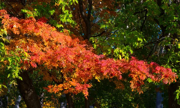 Autumn Landscape Photography Mountain Ash Full Beauty Illuminated Colors Autumn — Stock Photo, Image