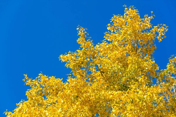 Autumn landscape, Autumn leaves with the blue sky background, Yellow, red and green bright leaves and branches, fall themes