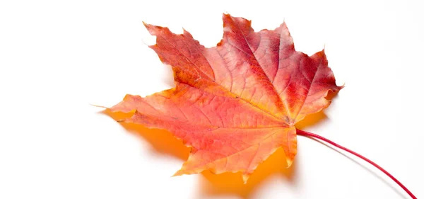 纹理背景 秋天五彩缤纷的枫叶 枫树是力量和耐力的共同象征 被选为加拿大的国树 — 图库照片