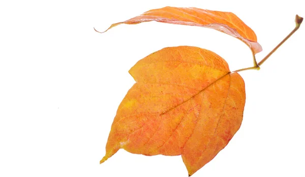 白を基調とした赤と黄色のカエデの葉 葉が緑から黄色 明るいオレンジ色または赤に変わると 木は長い冬の休息を開始することを学びます — ストック写真