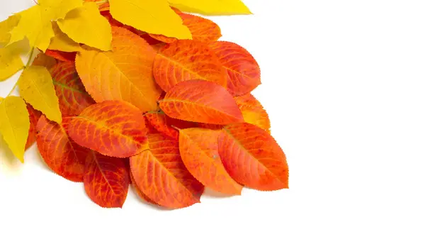 Textura Fondo Patrón Hojas Otoño Colores Saturados Brillantes Los Árboles — Foto de Stock