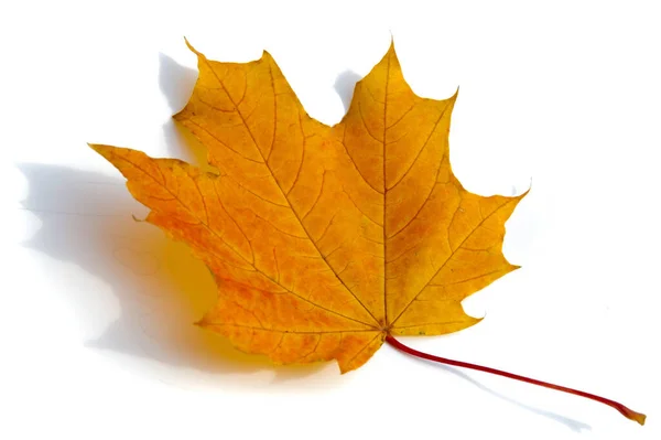テクスチャの背景 パターン 秋のカラフルなカエデの葉 メープルは強さと持久力の一般的なシンボルであり カナダの国家ツリーとして選ばれました — ストック写真