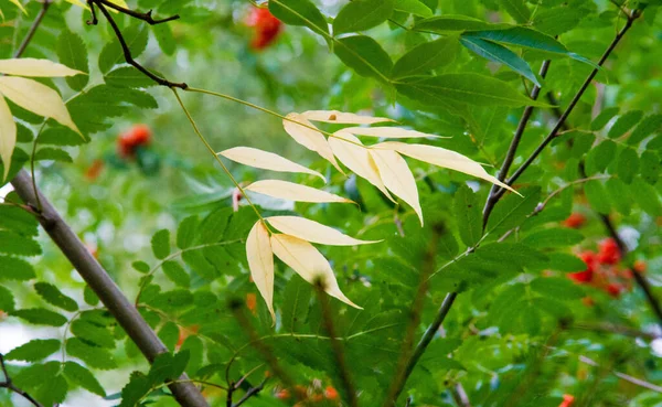 Textura Fondo Patrón Hojas Otoño Colores Saturados Brillantes Los Árboles —  Fotos de Stock