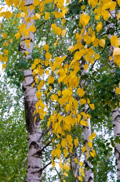 Textura Fondo Patrón Hojas Otoño Colores Saturados Brillantes Los Árboles —  Fotos de Stock