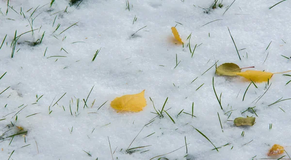 秋叶在雪地上 — 图库照片