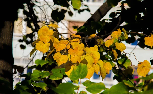 Textur Hintergrund Muster Herbstblätter Leuchtende Gesättigte Farben Bäume Sind Herbst — Stockfoto