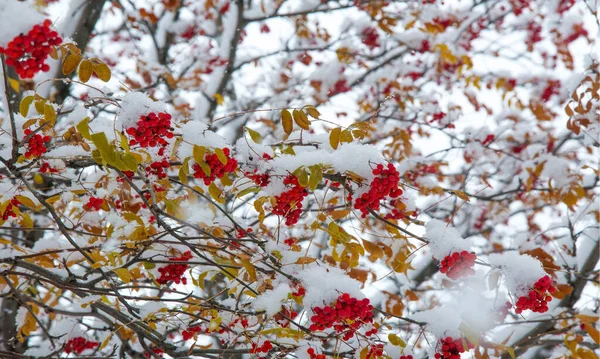 Paisaje Otoñal Fotografía Primera Nieve Cayó Sobre Las Ramas Ceniza —  Fotos de Stock