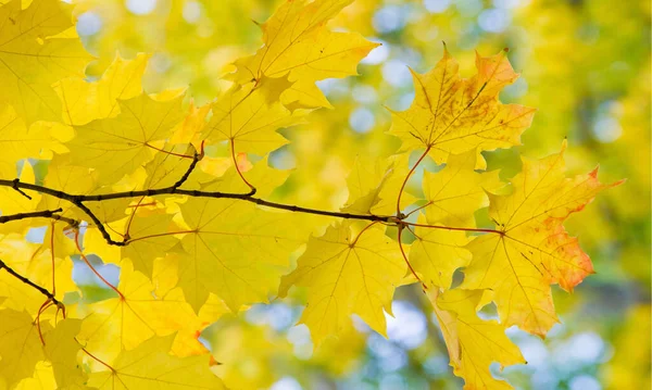 Autumn Landscape Photography Maple Tree Shrub Lobed Leaves Winged Fruits — Stock Photo, Image