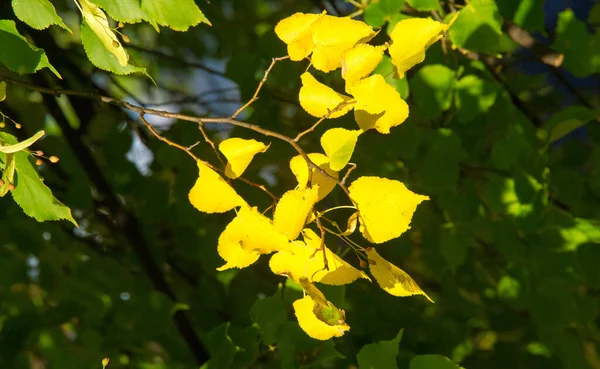 Υφή Φόντο Μοτίβο Φθινοπωρινά Φύλλα Έντονα Κορεσμένα Χρώματα Δέντρα Είναι — Φωτογραφία Αρχείου