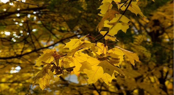 秋の風景写真 山の灰の完全な美しさで 秋の色によって照らされた オレンジ 赤果実の束の形で果物を持つ木だけでなく ほとんどの果実 — ストック写真