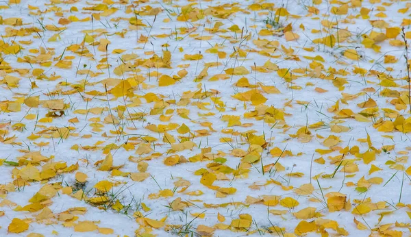 我们在夜间得到了季节的第一场雪 冬天秋天用砂糖擦拭 在阳光照射的地方融化了 积雪在树阴中徘徊 照亮了整个冬天 — 图库照片