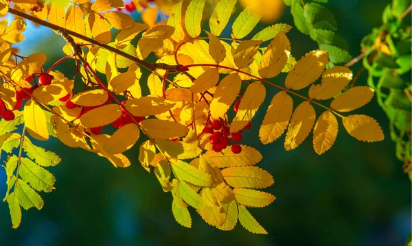 Herbstliche Landschaftsfotografie Eberesche Voller Schönheit Beleuchtet Von Den Farben Des — Stockfoto