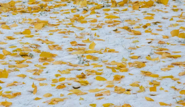 Nous Avons Notre Première Neige Saison Pendant Nuit Époussetant Automne — Photo