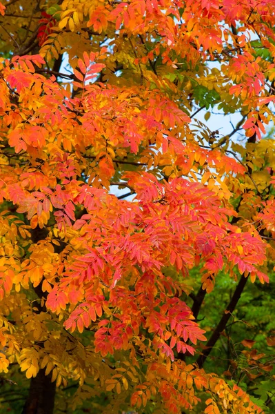 아름다움의 가을의 색깔에 열매뿐만 아니라 오렌지 열매의 형태로 열매를 — 스톡 사진