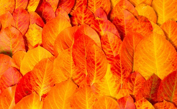 Textur Hintergrund Muster Herbstblätter Leuchtende Gesättigte Farben Bäume Sind Herbst — Stockfoto