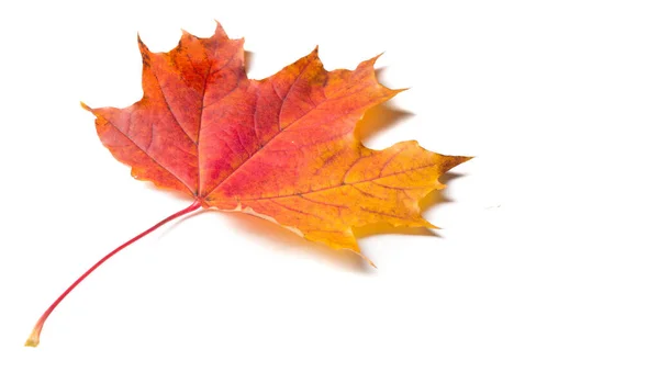Fundo Textura Padrão Outono Folhas Bordo Coloridas Maple Símbolo Comum — Fotografia de Stock