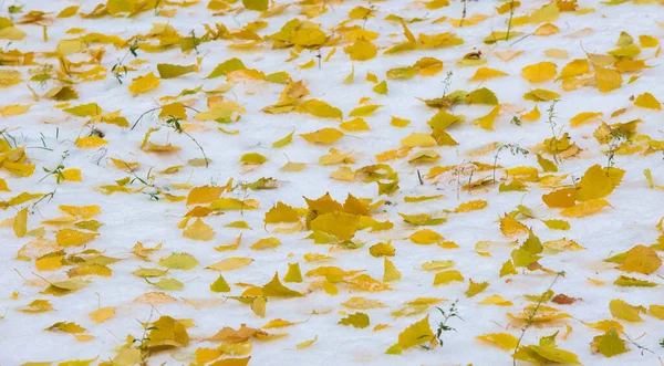 Prima Neve Fine Autunno Foglie Autunnali Sulla Neve Nevicate Neve — Foto Stock