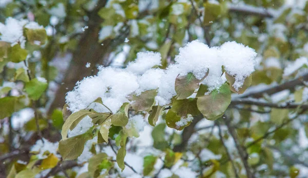 Abbiamo Avuto Nostra Prima Neve Della Stagione Durante Notte Spolverando — Foto Stock