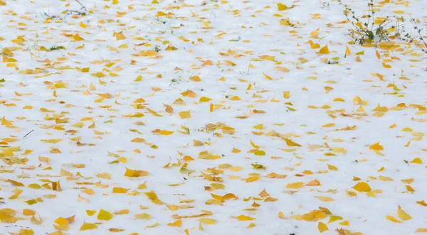 最初の雪 秋は雪の上に残します 雪雪雪雪雪雪雪雪雪雪 — ストック写真