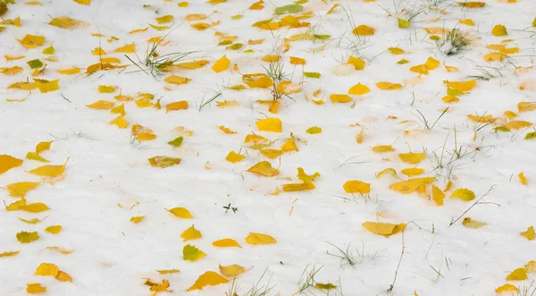 Der Erste Schnee Spätherbst Herbstblätter Auf Dem Schnee Schneefall Schnee — Stockfoto