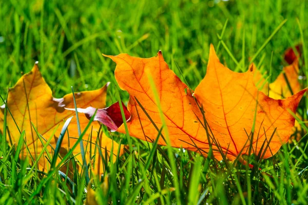 Осенняя Фотография Красные Желтые Листья Газоне Прекрасное Место Мое Любимое — стоковое фото