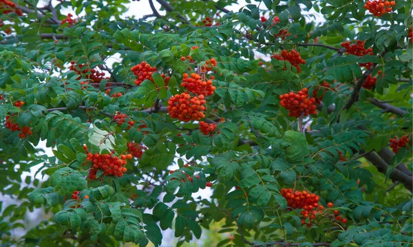 Autumn Landscape Photography Mountain Ash Full Beauty Illuminated Colors Autumn — Stock Photo, Image