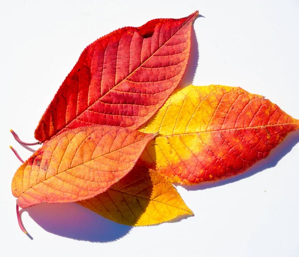 红色和黄色的枫叶在白色的背景上 当树叶的颜色从绿色变为黄色 亮橙色或红色时 你就会知道树木会开始漫长的冬季休息 — 图库照片